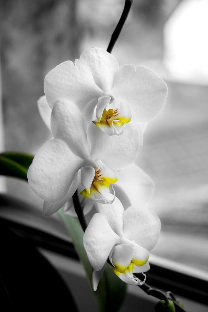 Orchidee