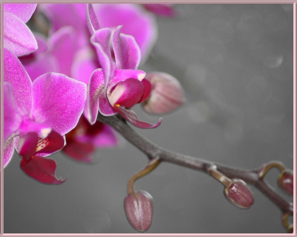 Orchidee