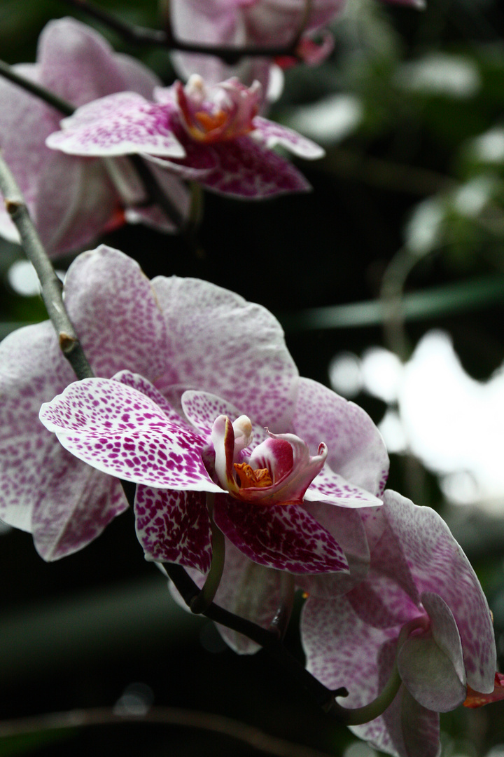 Orchidee