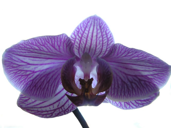 Orchidee