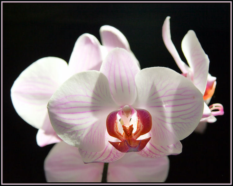 Orchidee