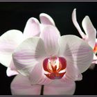 Orchidee