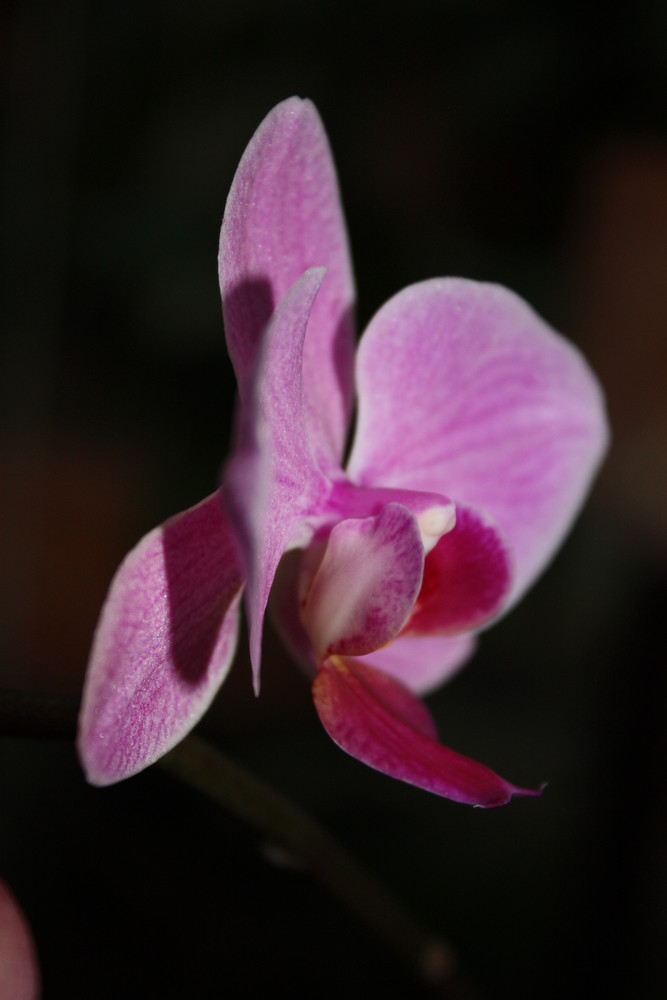 orchidée