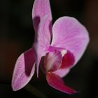 orchidée