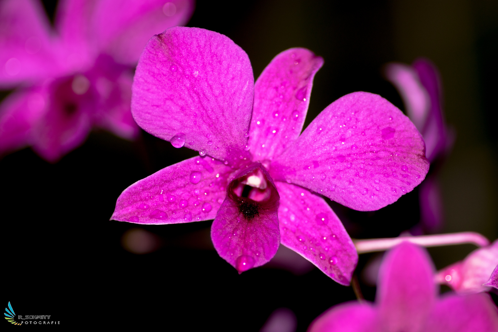 Orchidee