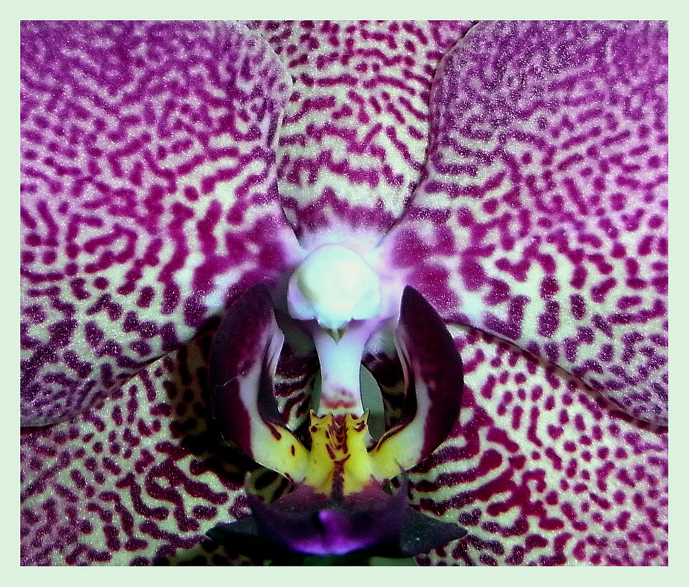 Orchidee