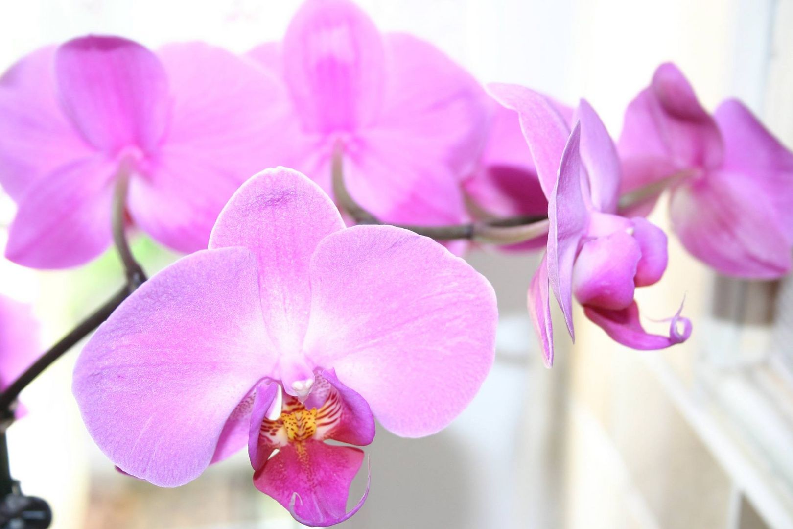 Orchidee