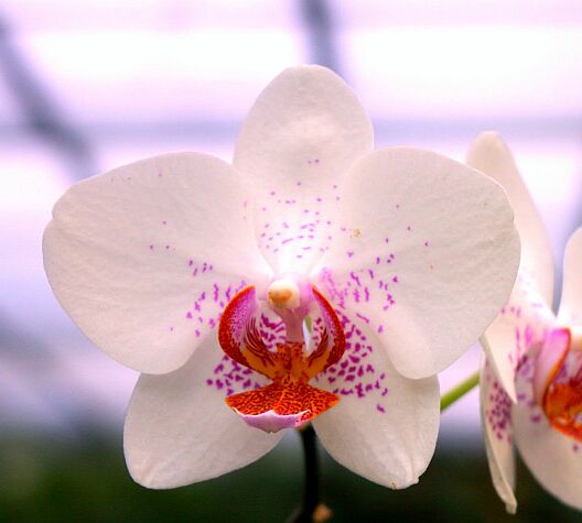 Orchidee!