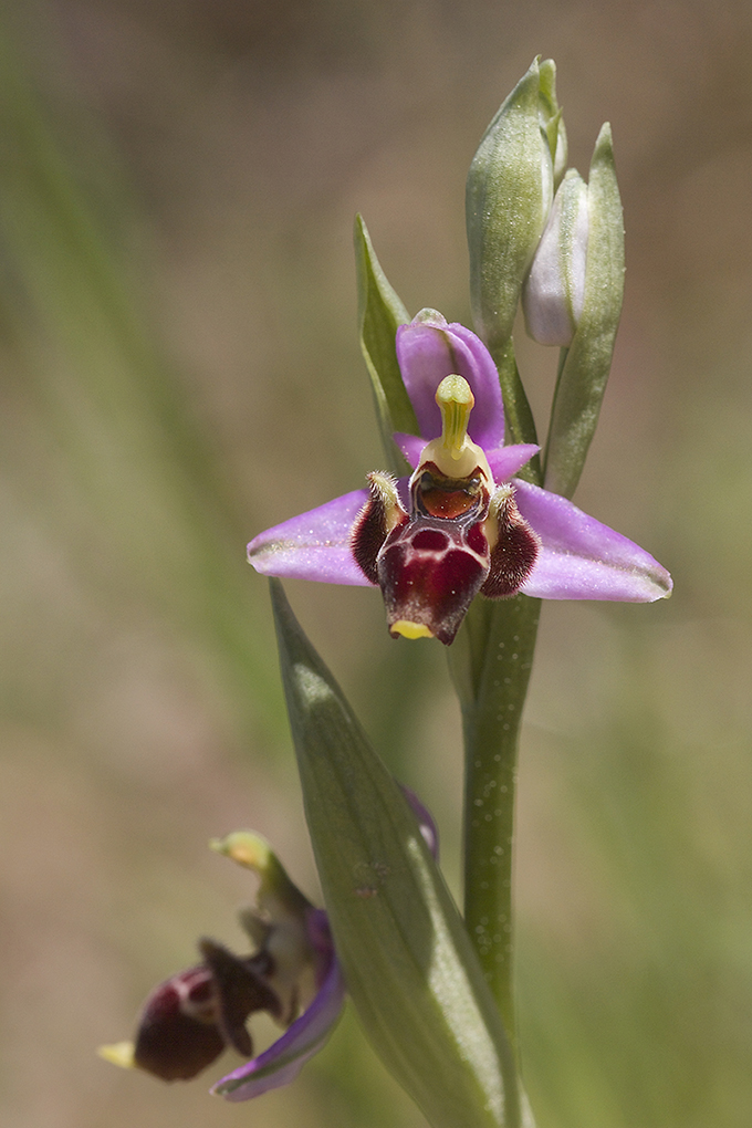 Orchidée Bécasse