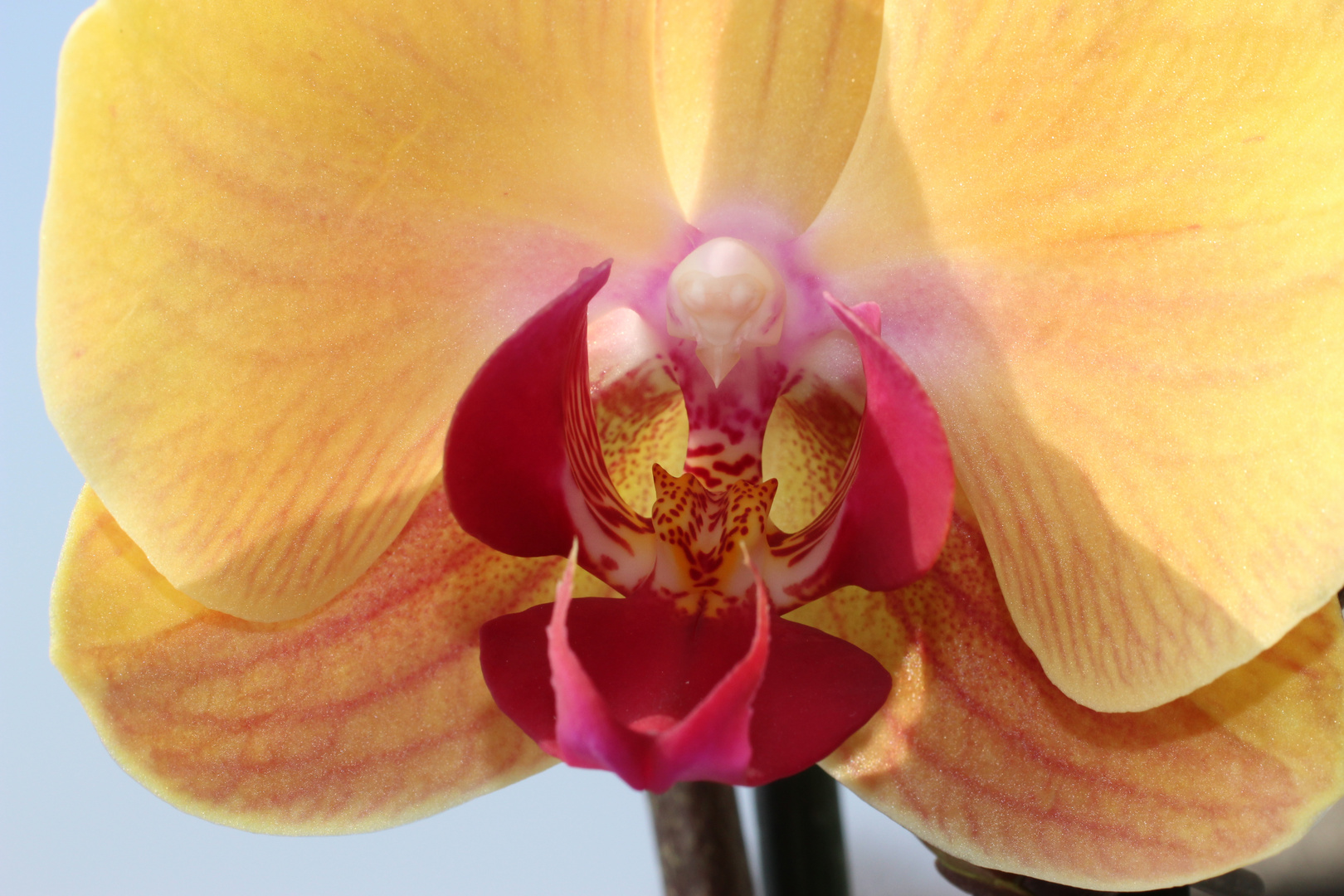 Orchidee