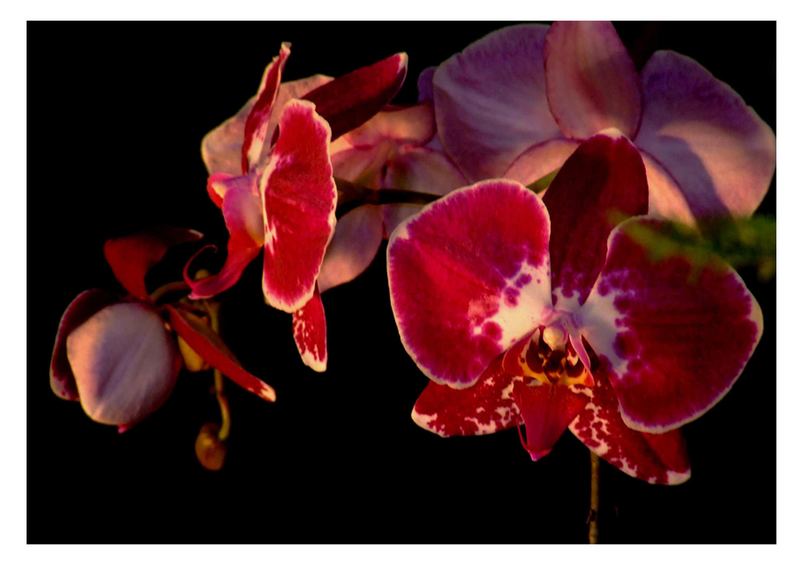 Orchidee