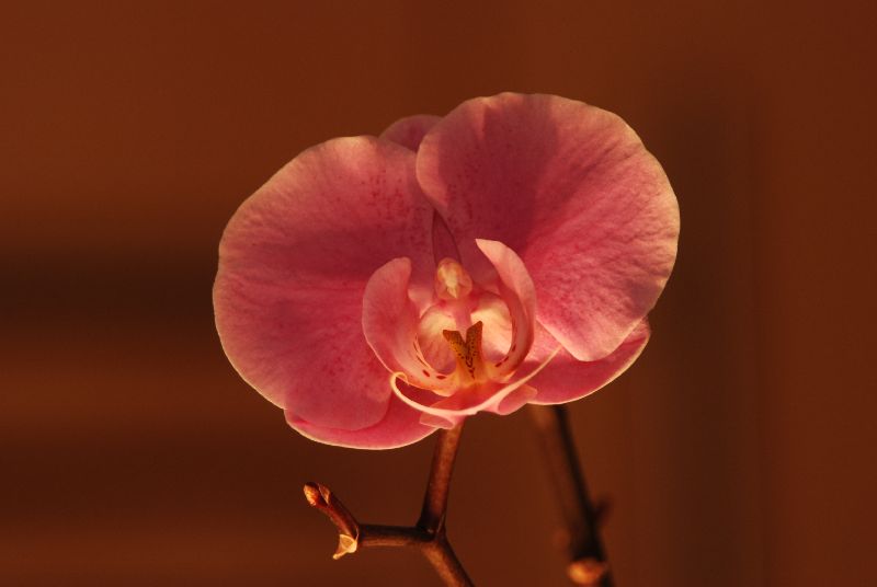 Orchidee bei bei Kerzenlicht