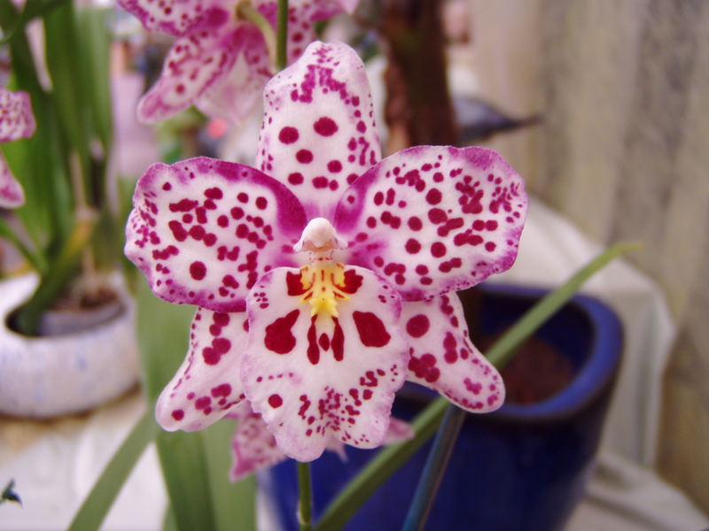 Orchidee bei Cullin