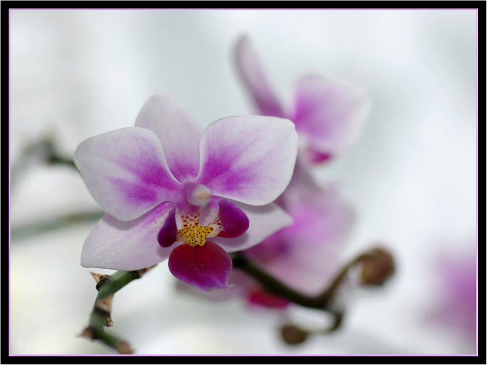 Orchidee bei mir am Fenster.