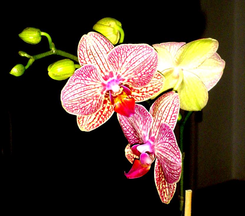 orchidee bei Nacht