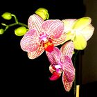 orchidee bei Nacht