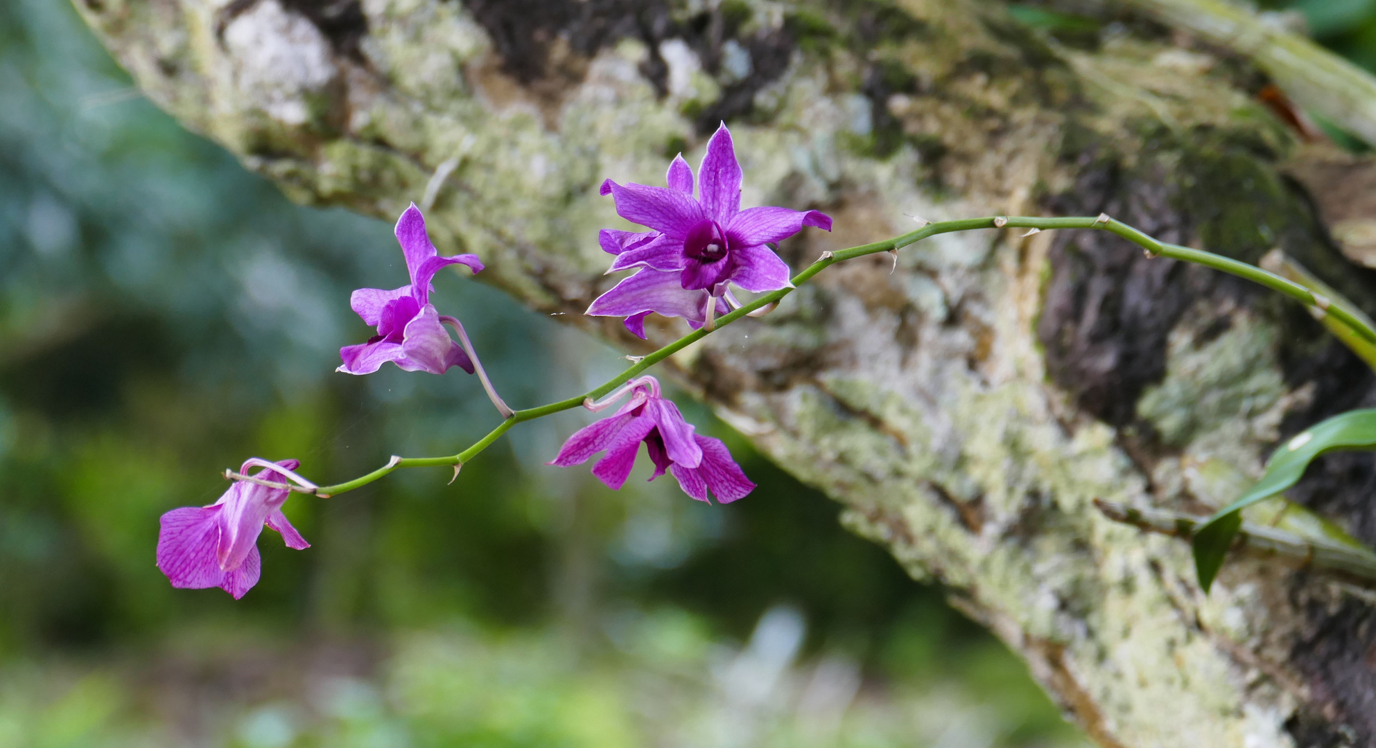 ...Orchidee beim Mekongbauern...