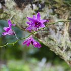 ...Orchidee beim Mekongbauern...