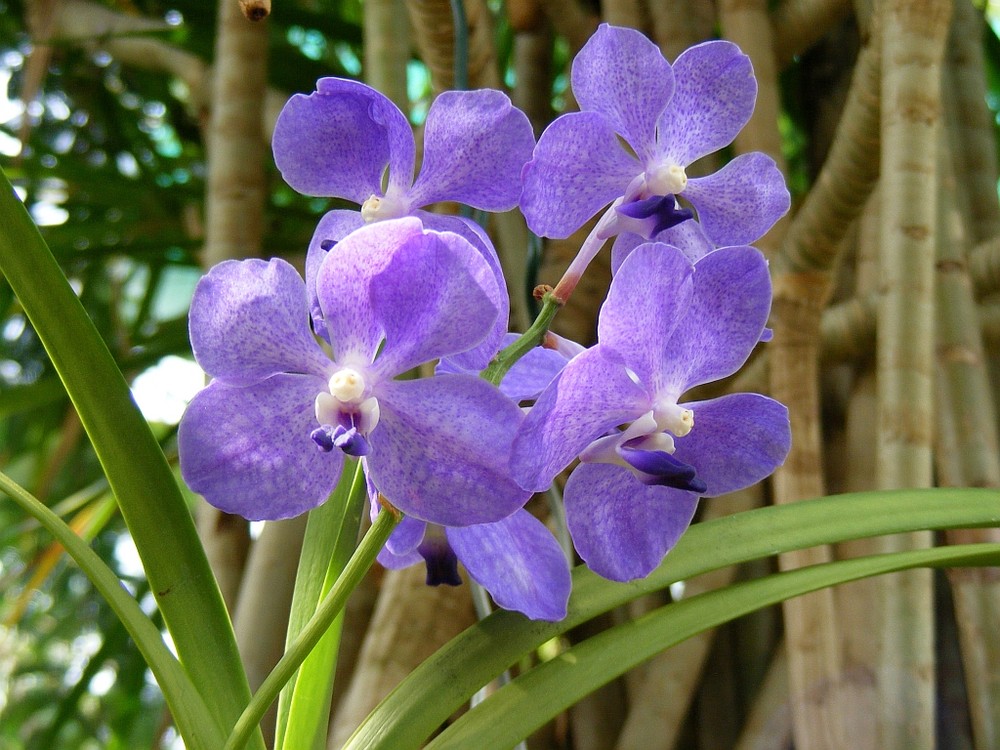 Orchidee Berggarten Hannover