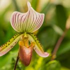 Orchidee - Berggarten Hannover