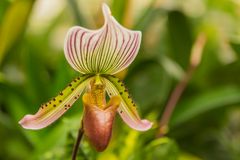 Orchidee - Berggarten Hannover