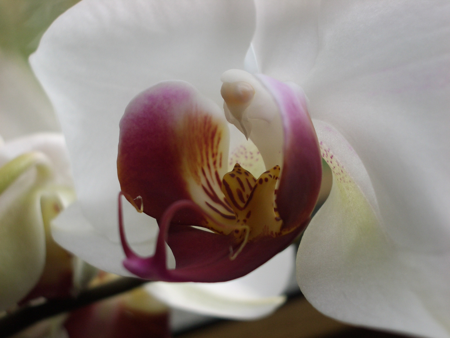 Orchidee