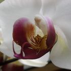 Orchidee