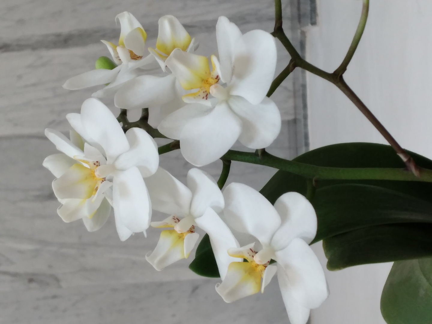 Orchidee bianche