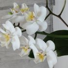 Orchidee bianche