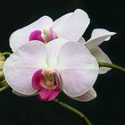 orchidee bianco