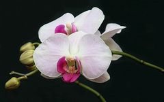 orchidee bianco