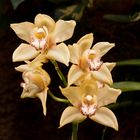 Orchidee Bild 3