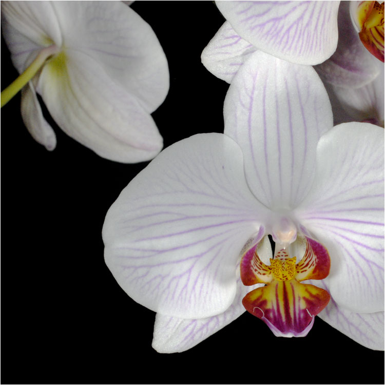 OrchIDEE - black (2)