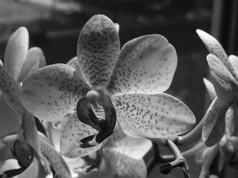 Orchidee - black and white