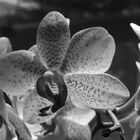 Orchidee - black and white