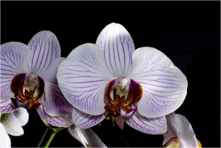 OrchIDEE - black