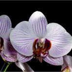 OrchIDEE - black