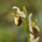 Orchidée blanche