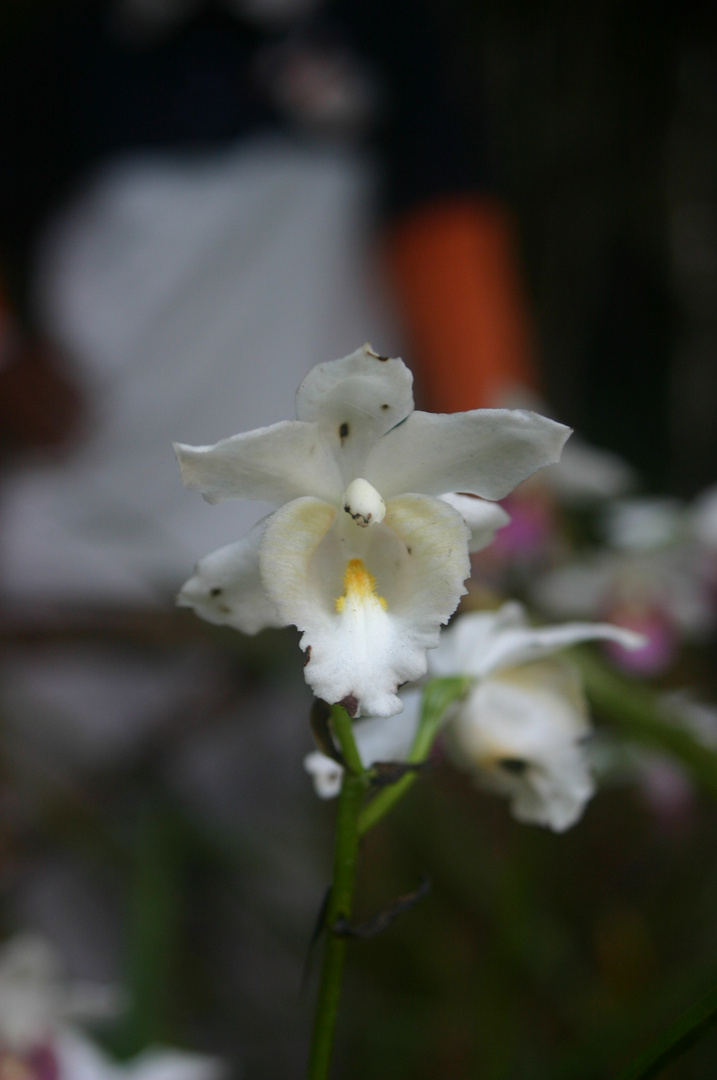 orchidée blanche