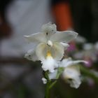 orchidée blanche