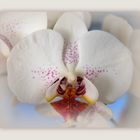 Orchidée blanche Phalaenopsis – Weisse Phalaenopsis Orchidee