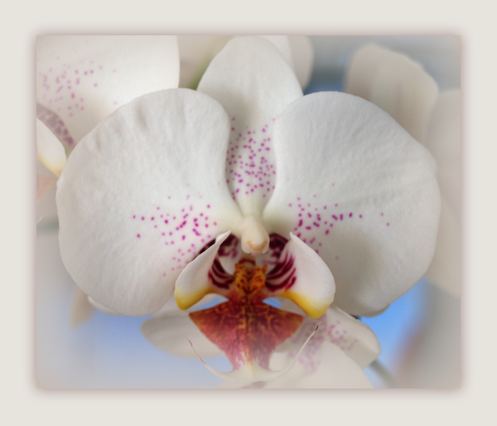 Orchidée blanche Phalaenopsis – Weisse Phalaenopsis Orchidee