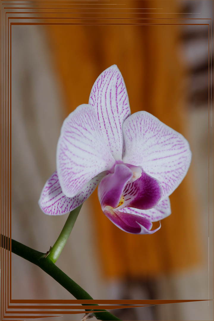 Orchidee - Blüte
