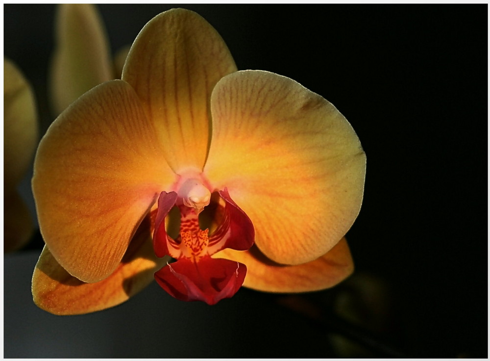 *Orchidee-Blüte 2*