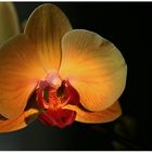 *Orchidee-Blüte 2*