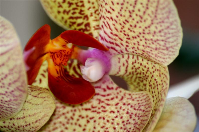 Orchidee Blüte