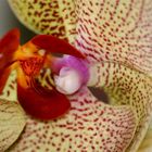 Orchidee Blüte