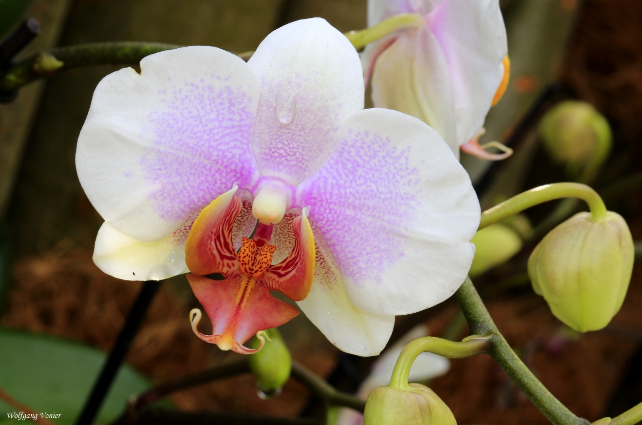Orchidee-Blüte