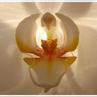 Orchidee - Blüte im Sonnenlicht