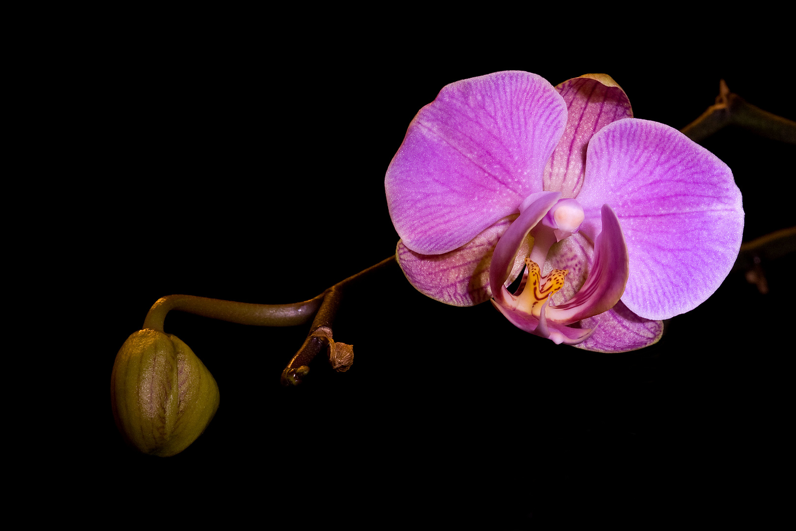 Orchidee - Blüte und Knospe